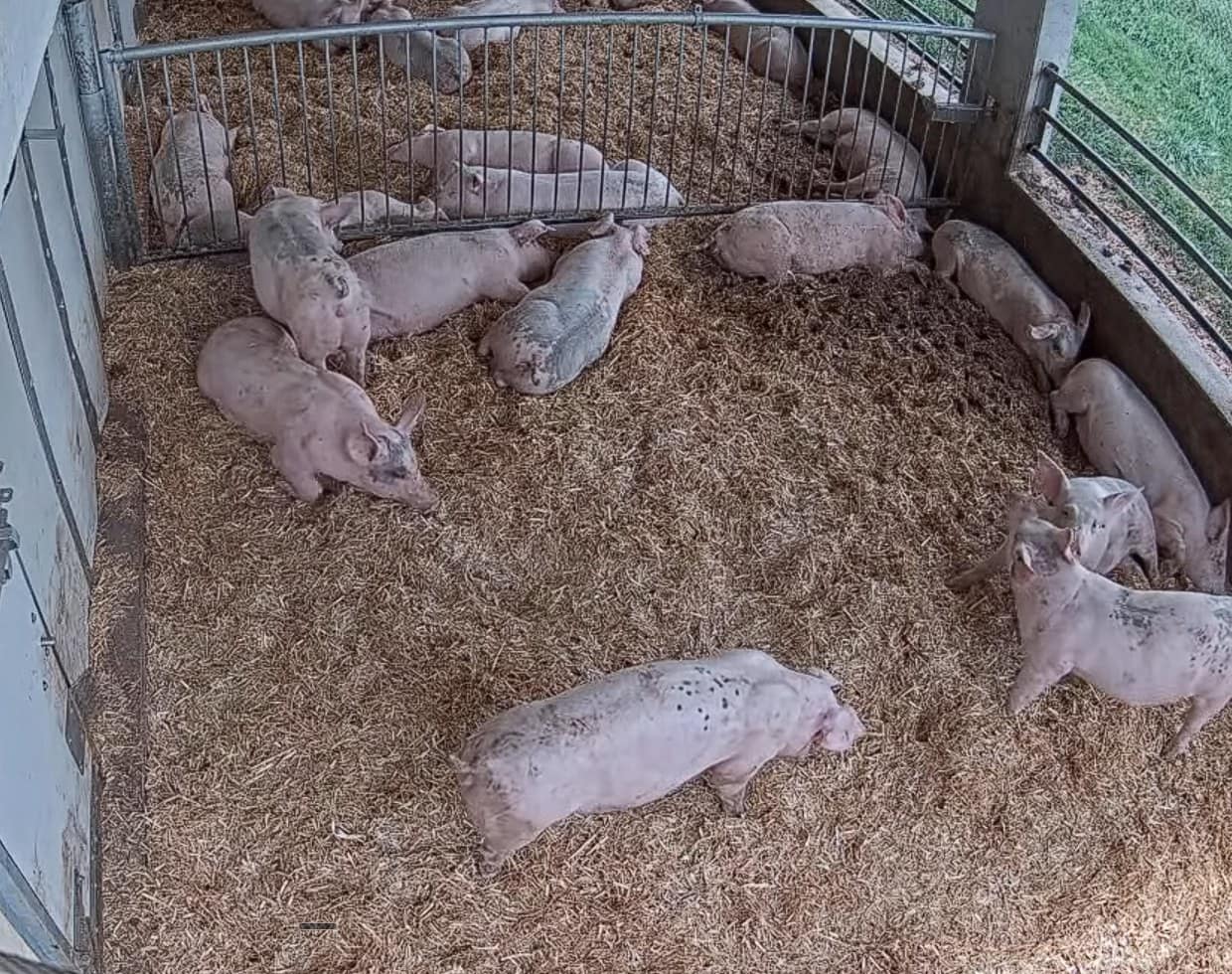 Strohschwein